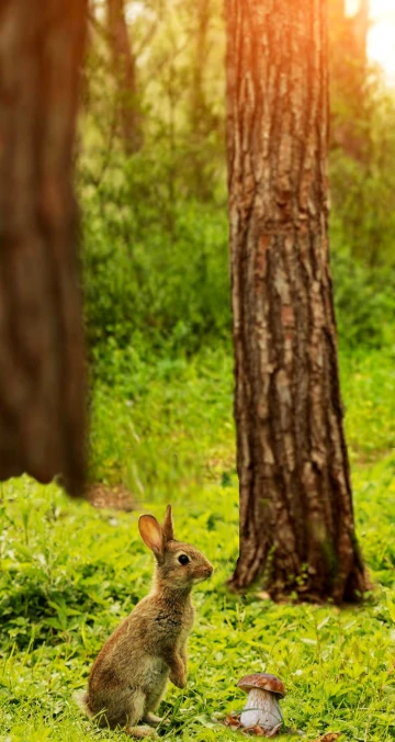 lapin_curieux